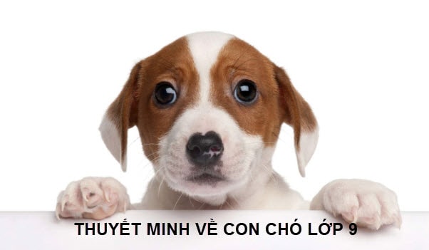 Thuyết minh về con chó